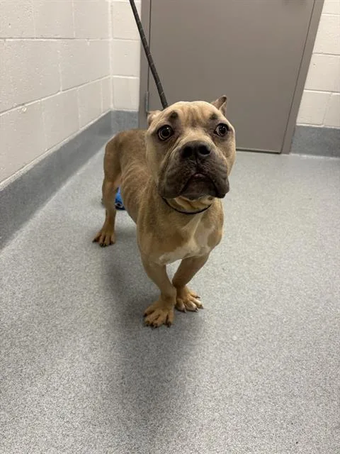 An adult medium-sized male Pit Bull Terrier dog named Sinbad for adoption in Indianapolis, IN
