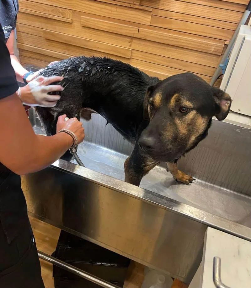 An adult medium-sized male Black Coonhound dog named Benji for adoption in Malibu, CA