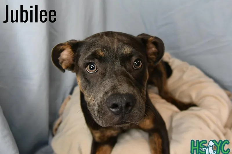 A baby medium-sized female Terrier dog named Jubilee for adoption in Fort Mill, SC