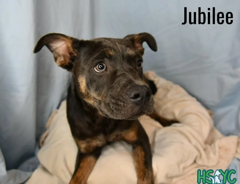 Jubilee thumbnail 3