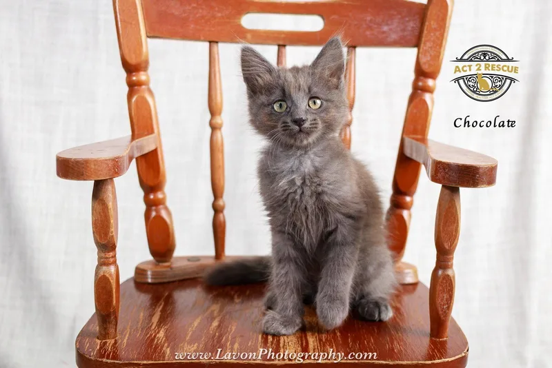 A young medium-sized male Gray / Blue / Silver Domestic Long Hair cat named Chocolate for adoption in Riverside, CA