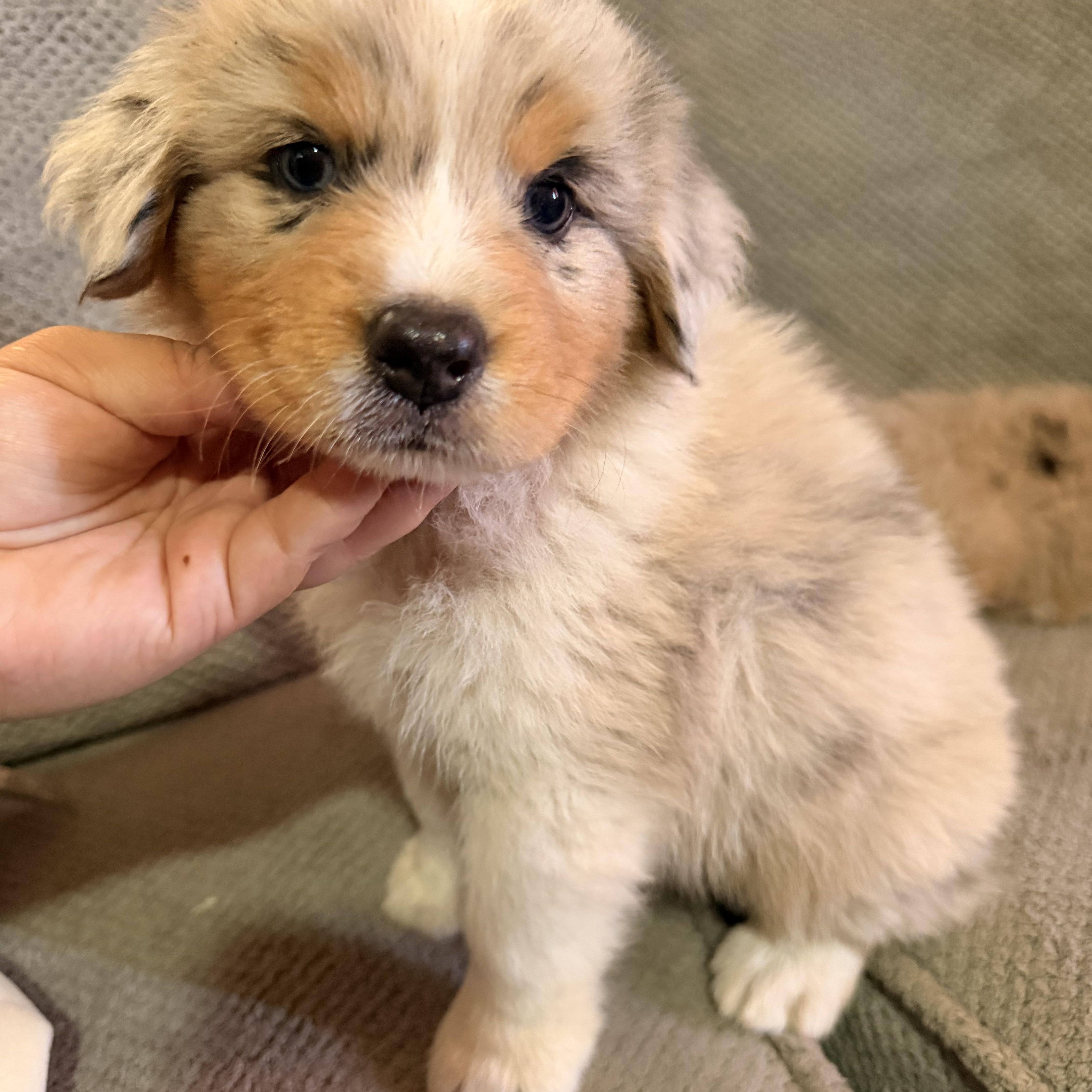 A baby medium-sized female Australian Shepherd dog named Rory for adoption in Redlands , CA