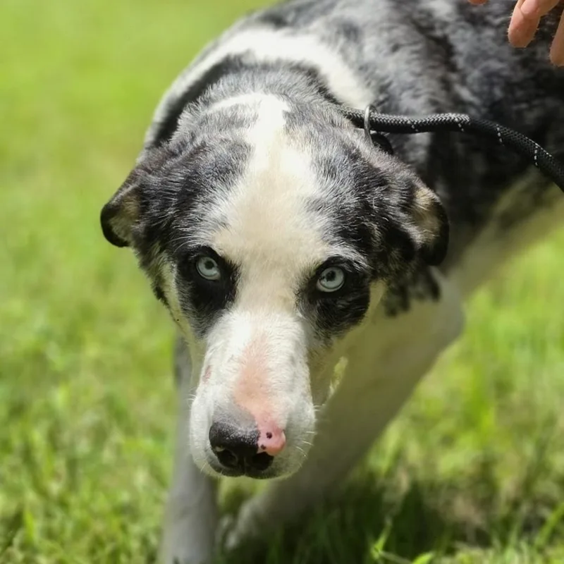 An adult medium-sized male Merle (Blue) Australian Shepherd dog named Jack for adoption in Cleveland, TX