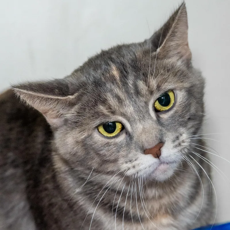 An adult medium-sized female Dilute Tortoiseshell Domestic Short Hair cat named Ursula for adoption in Victor, NY