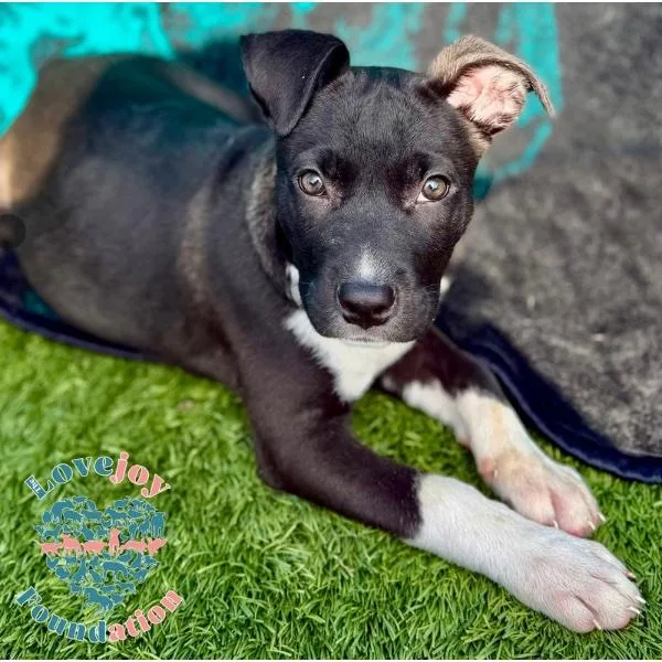 A baby medium-sized female Black Pit Bull Terrier dog named Chanel Coh for adoption in Inglewood, CA