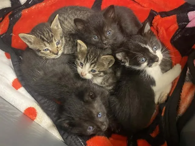 A baby small-sized female Domestic Short Hair cat named Onion for adoption in Tustin, CA