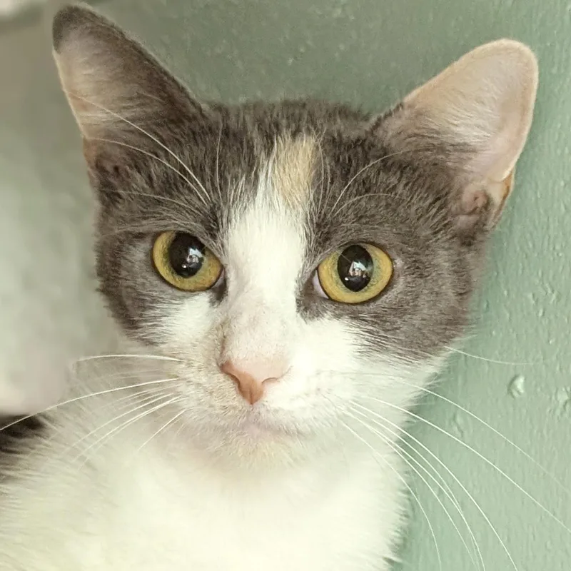 An adult medium-sized female Domestic Short Hair cat named Sriracha Reduced Fee for adoption in Jefferson, WI