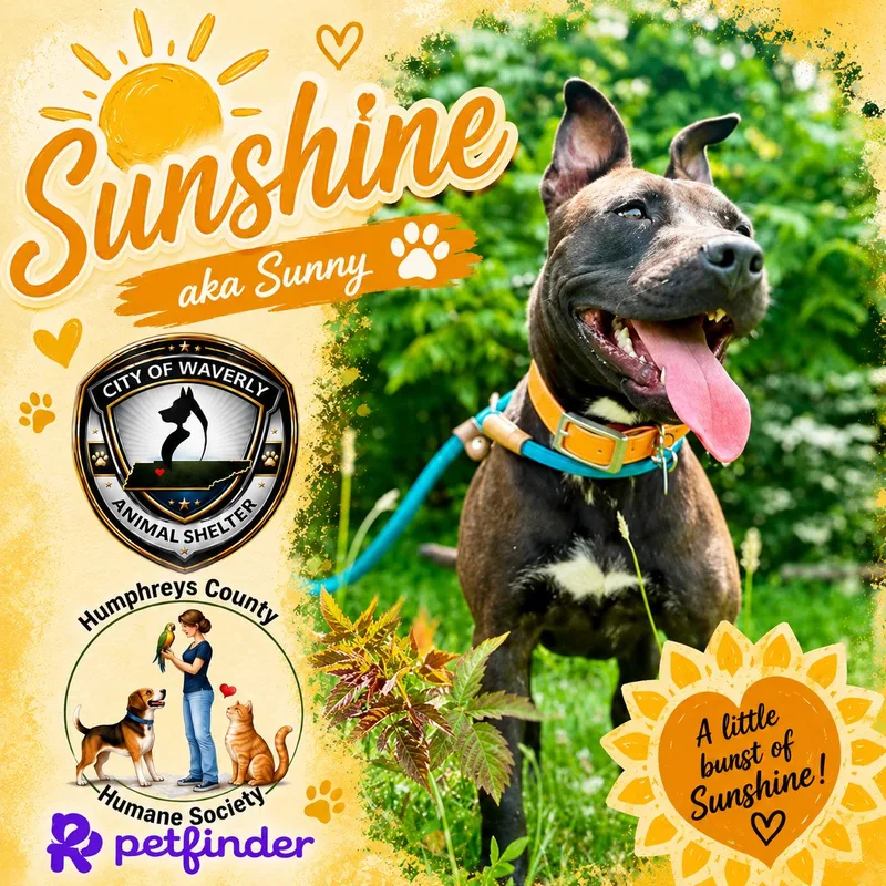 Sunshine Or Sunny thumbnail 3