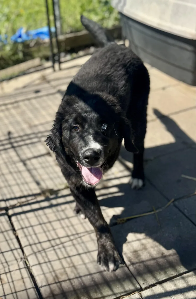 A baby large-sized male Black Great Pyrenees dog named Sawyer for adoption in Washington, MO