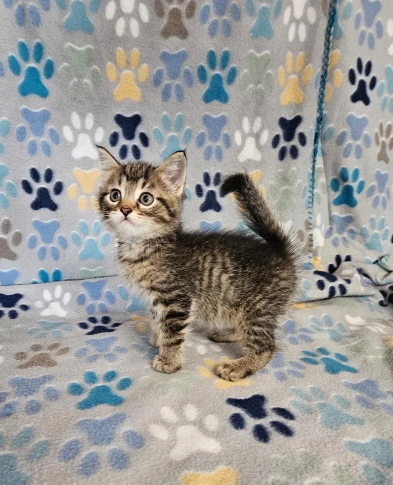 A baby small-sized male Domestic Short Hair cat named Sparkledust for adoption in Wabash, IN