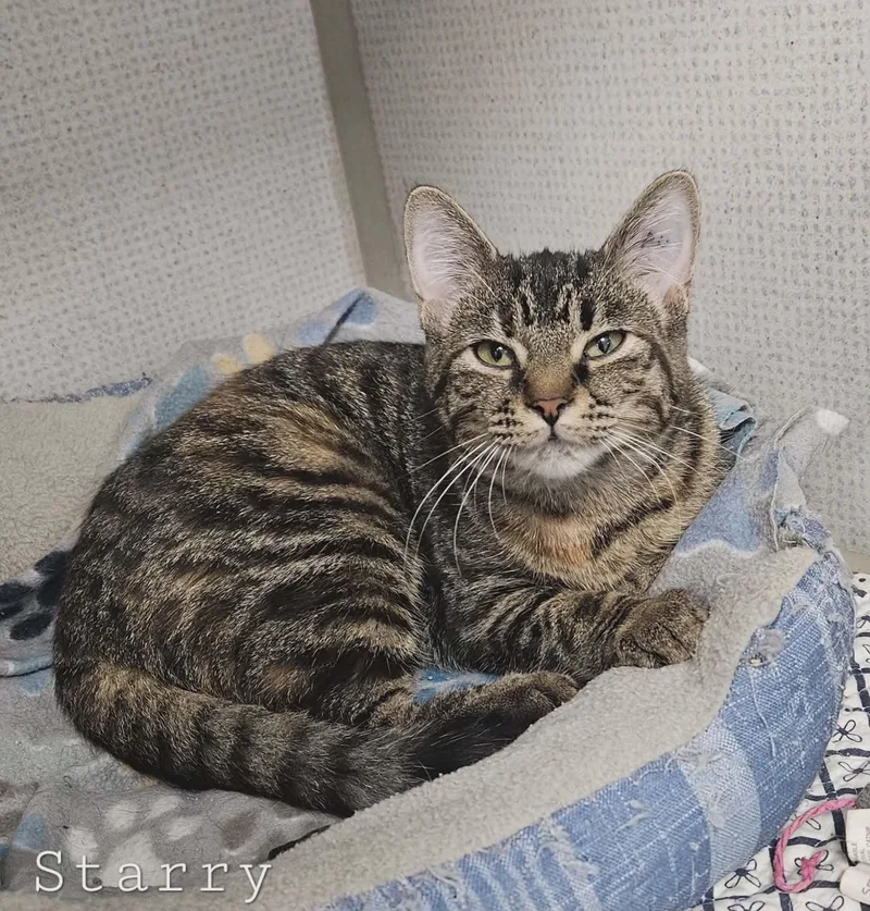 A young medium-sized female Tabby (Brown / Chocolate) Domestic Short Hair cat named Starry for adoption in Wapakoneta, OH