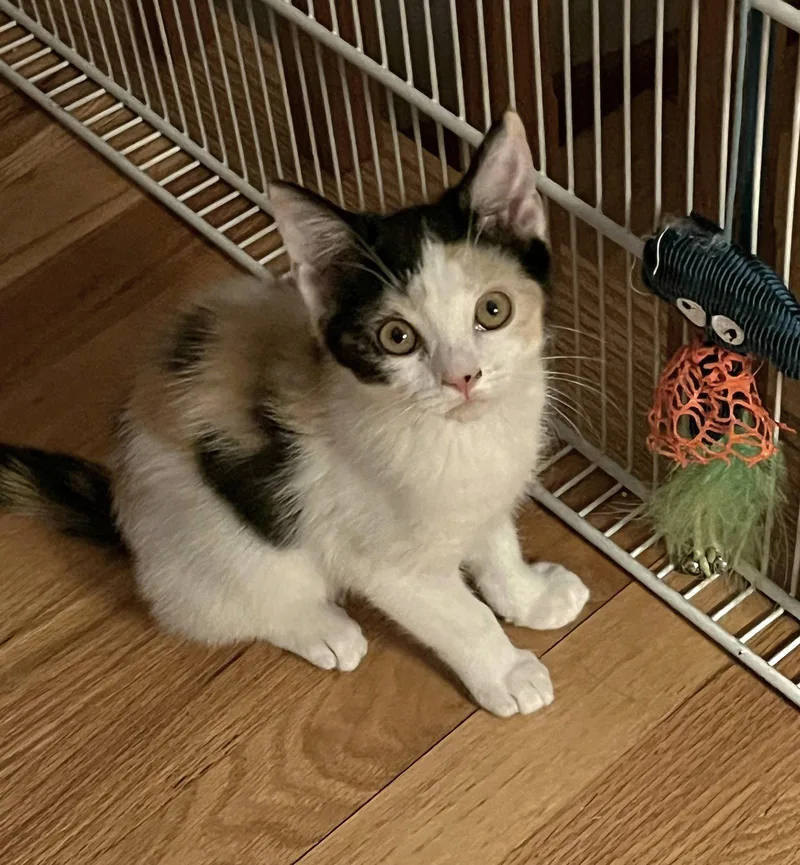 A baby medium-sized female Domestic Short Hair cat named Sadie for adoption in Whitehall, PA