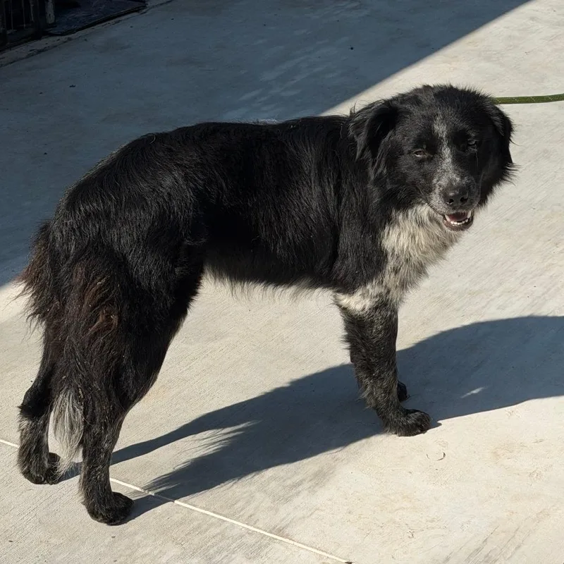 An adult medium-sized male Black Mixed Breed dog named Cameron for adoption in Denison, TX