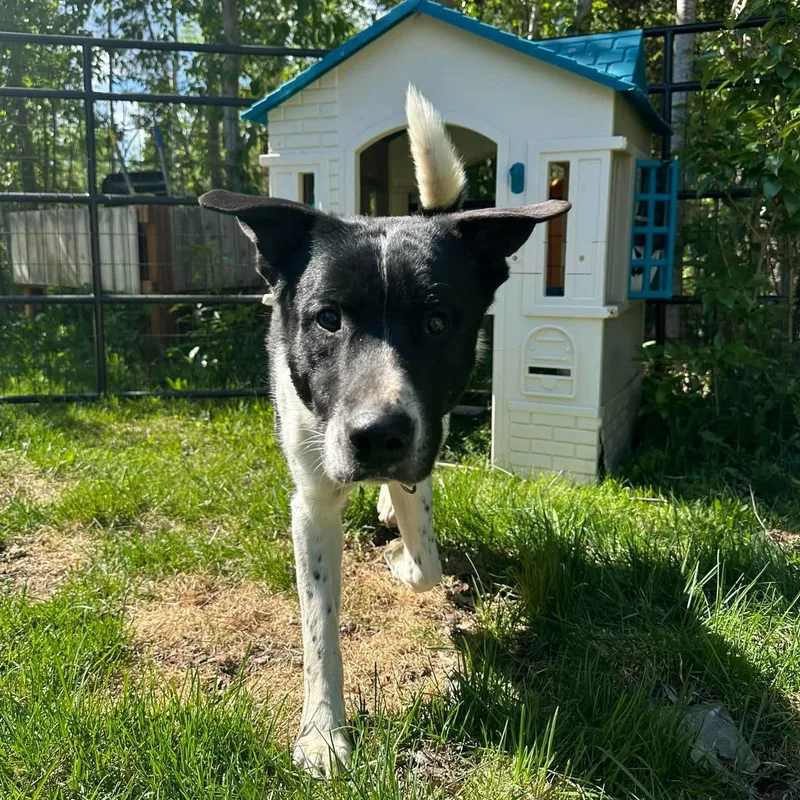 A young medium-sized male Black Labrador Retriever dog named Cudi for adoption