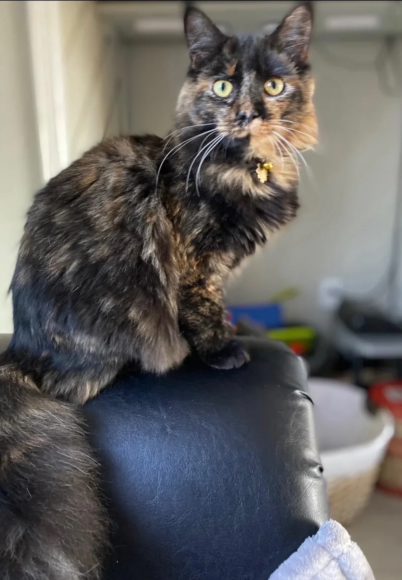 Maggielynn