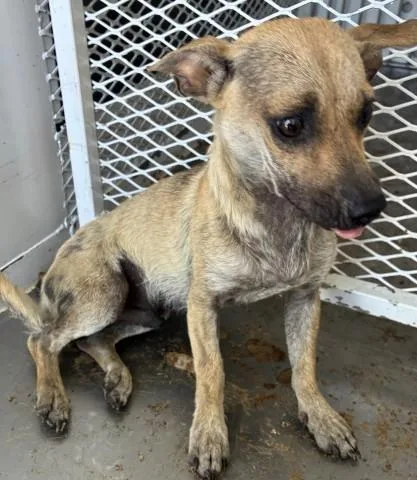A young small-sized male Chihuahua dog named Jordy for adoption in Bakersfield, CA