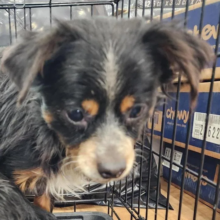 An adult small-sized male Black Chihuahua dog named Yenudi for adoption in Spokane, WA