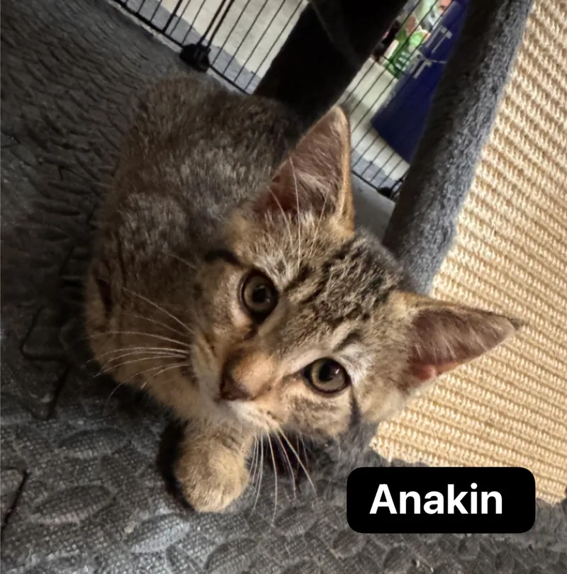 A baby medium-sized male Tabby (Brown / Chocolate) Domestic Short Hair cat named Anakin for adoption in Murfreesboro, TN