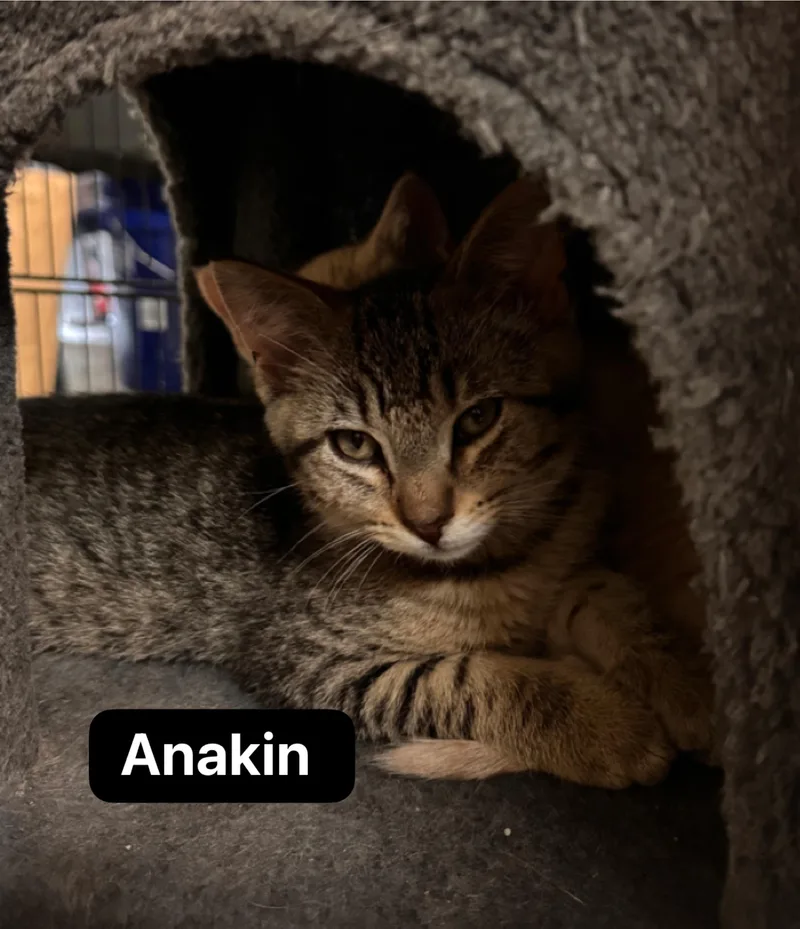 Anakin thumbnail 2