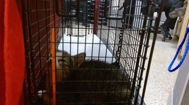 A baby small-sized female Domestic Short Hair cat named Brady for adoption in Miami, FL