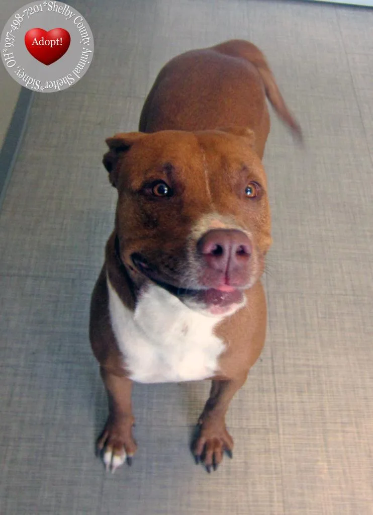 A young large-sized female Pit Bull Terrier dog named Charlotte Yrly for adoption in Sidney, OH