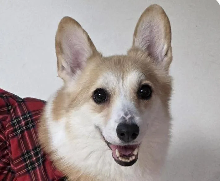 An adult small-sized female Corgi dog named Julia for adoption in San Ramon, CA