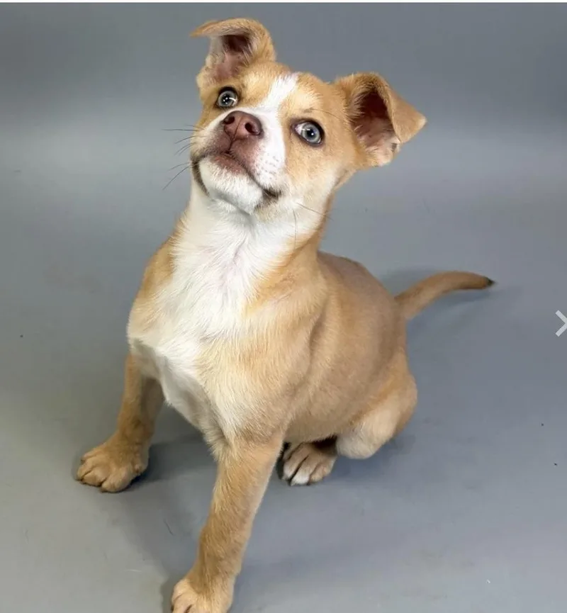 A baby medium-sized male White / Cream Mixed Breed dog named Spring for adoption in Bronx, NY