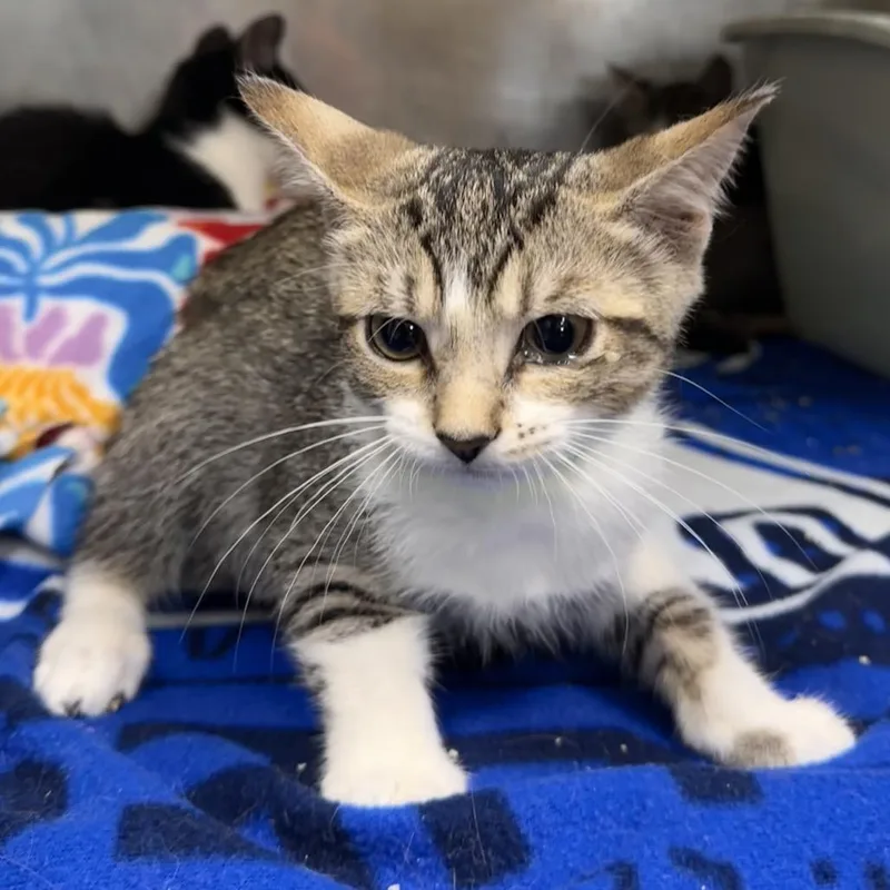 Sweetpea thumbnail 2