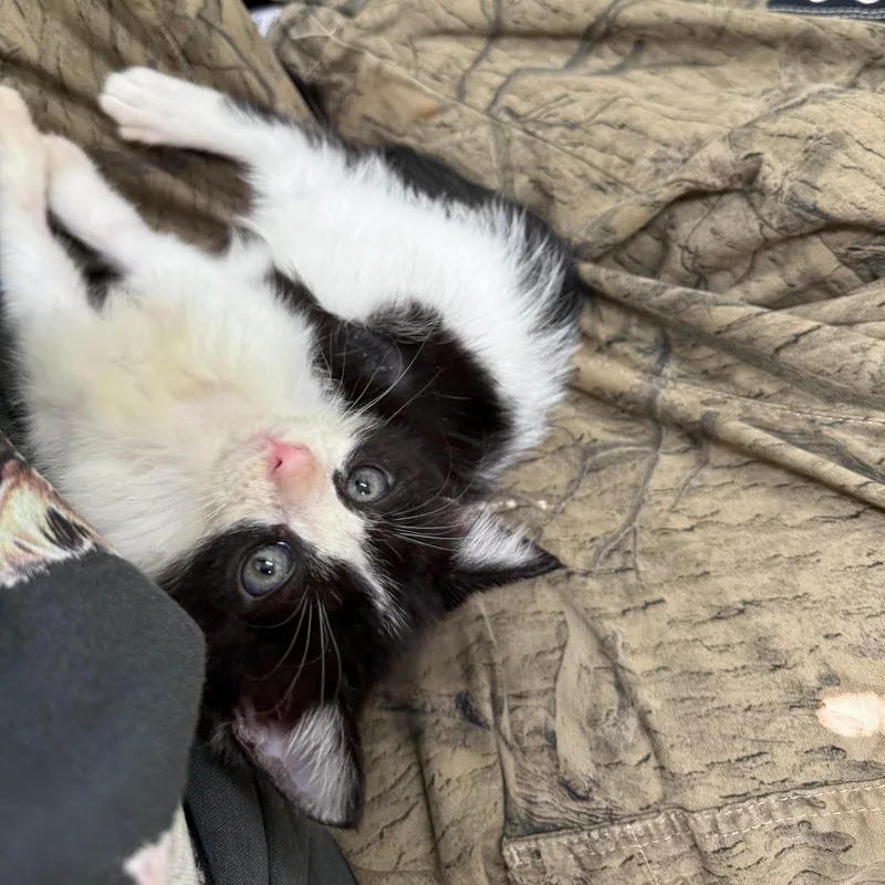 A baby medium-sized male Domestic Long Hair cat named Louie for adoption in Kent, WA