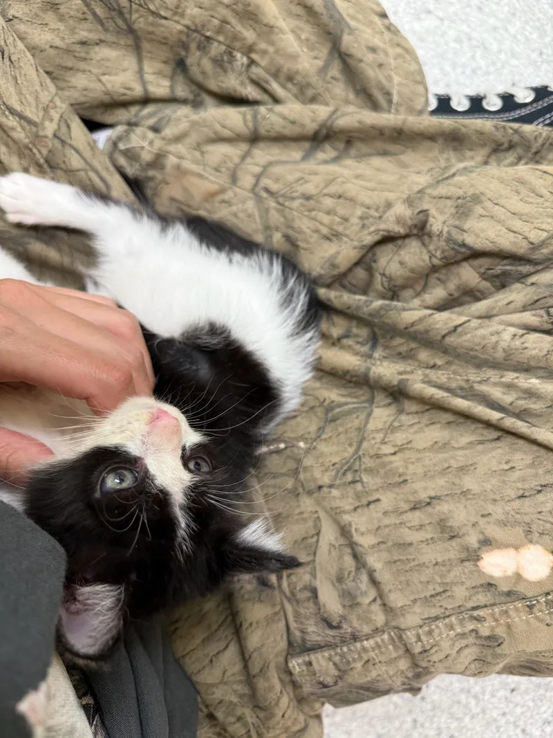 Louie thumbnail 2