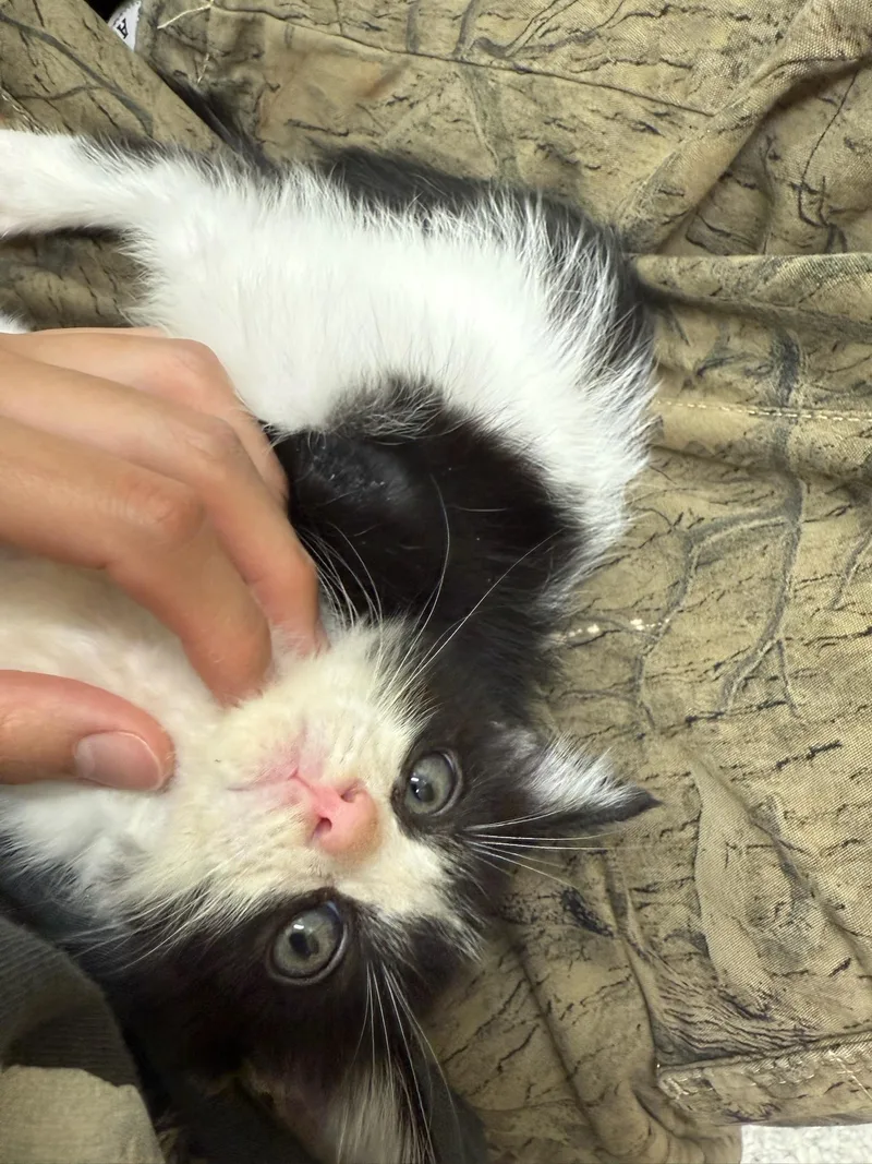 Louie thumbnail 3