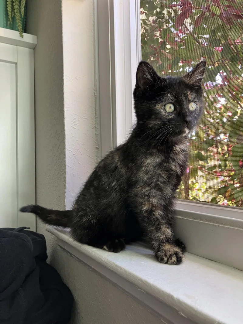 A young medium-sized female Domestic Short Hair cat named Barracuda for adoption in Davis, CA