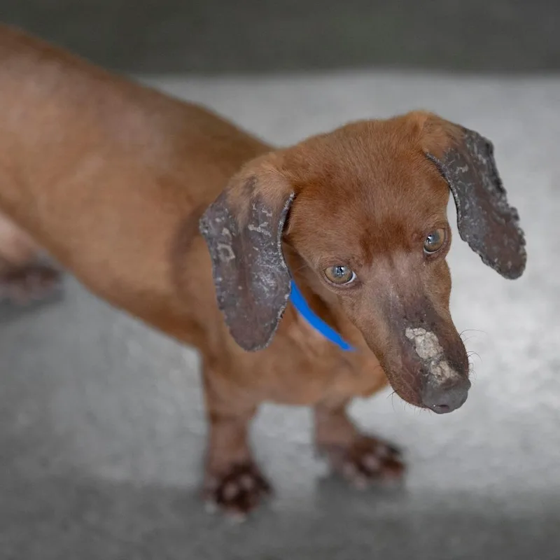 A senior small-sized male Red / Chestnut / Orange Dachshund dog named Deuce for adoption in Peyton, CO