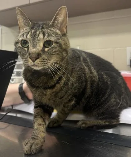 An adult medium-sized female Domestic Short Hair cat named Lambda for adoption in Fishers, IN