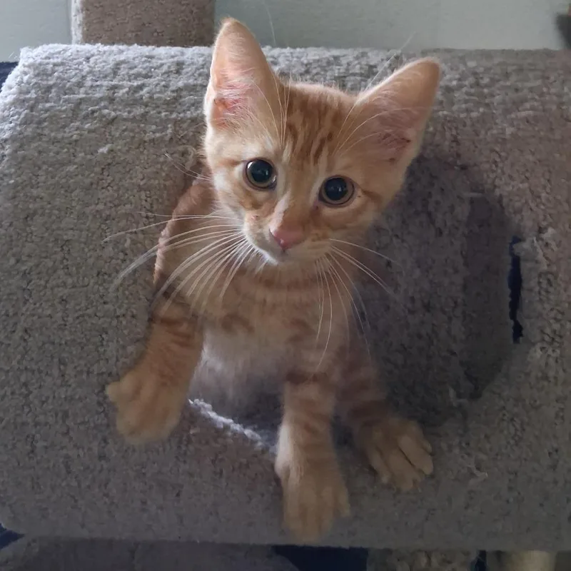 A baby small-sized male Orange / Red Domestic Short Hair cat named Huey for adoption in Independence, KS