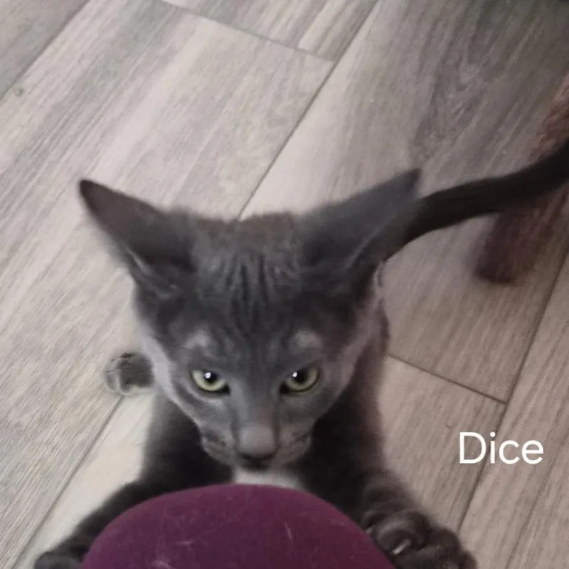 A baby small-sized male Gray / Blue / Silver Domestic Short Hair cat named Dice for adoption in Las Vegas, NV