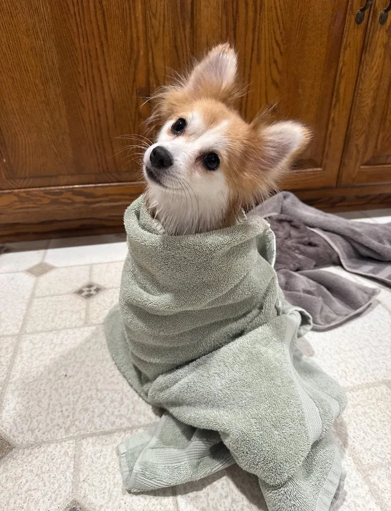 An adult small-sized female Chihuahua dog named Honey for adoption in Grafton, WI