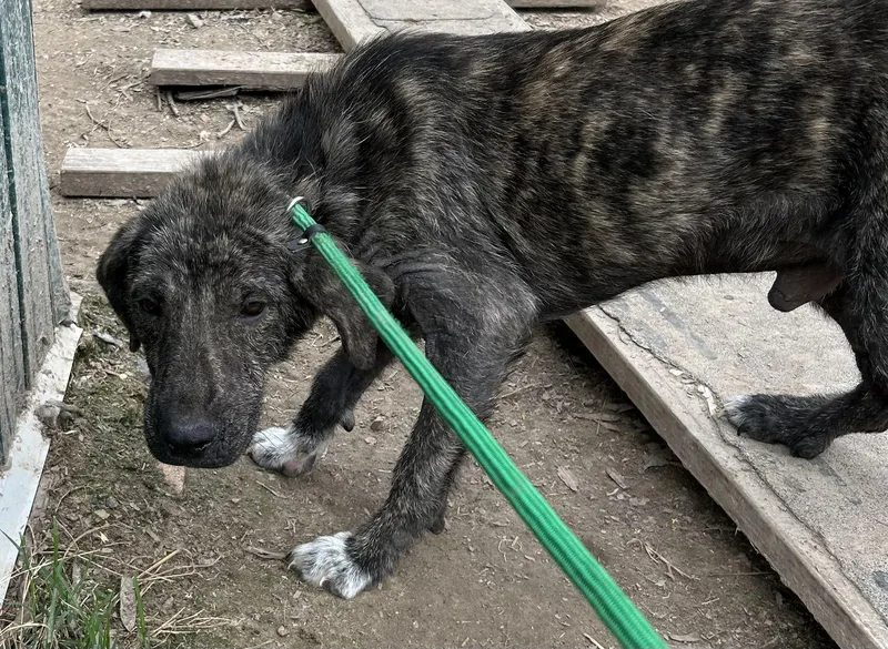 An adult medium-sized male Brindle Dutch Shepherd dog named Stitch for adoption in Pine Bluff, AR