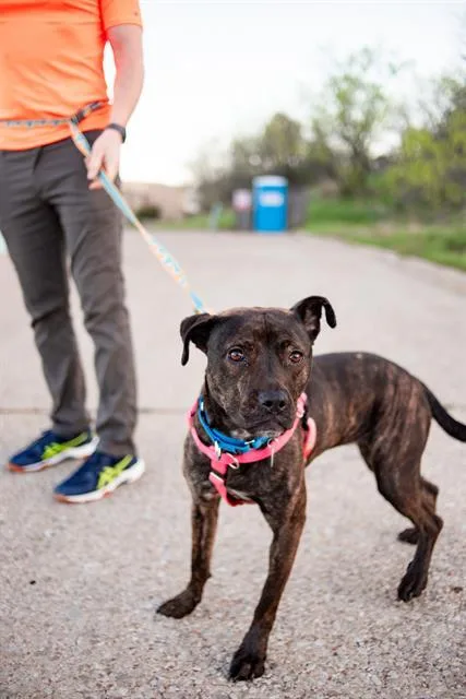 A young large-sized female Mixed Breed dog named Ivory for adoption in Dallas, TX
