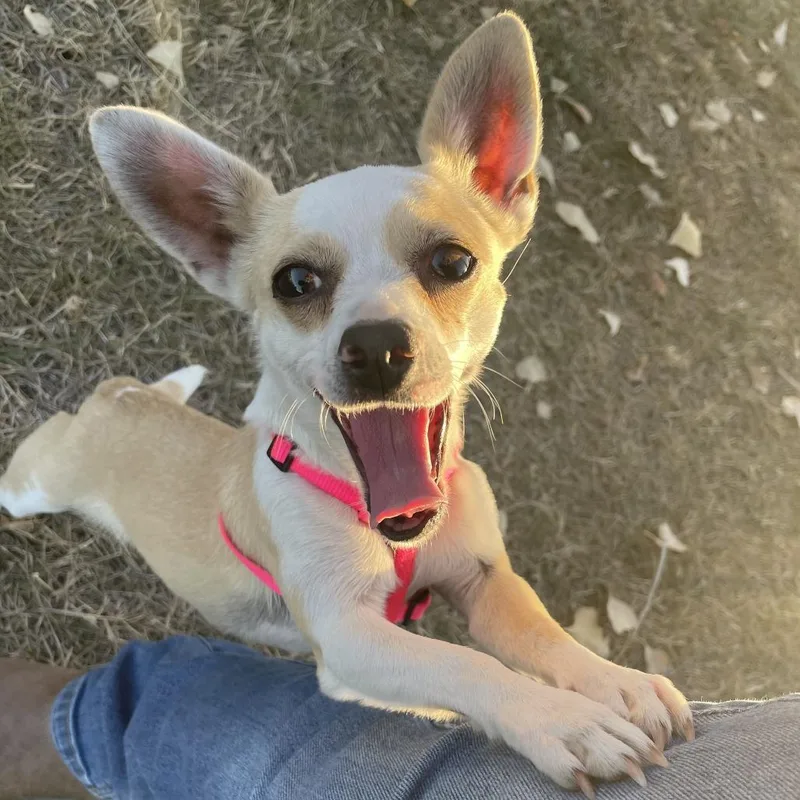 A young small-sized female Chihuahua dog named Kimmy for adoption in Tacoma, WA