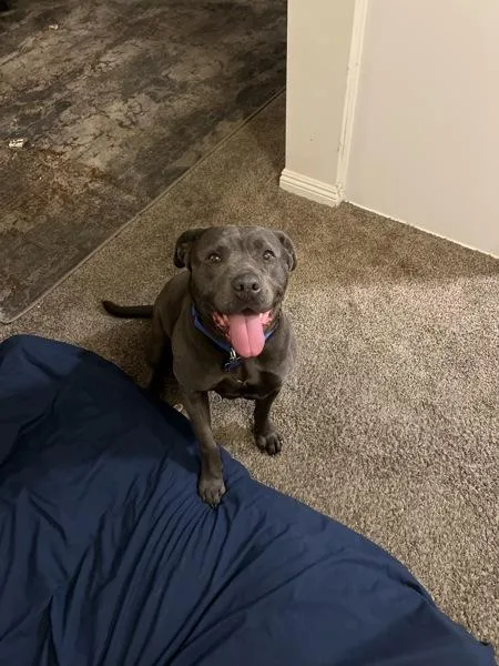 A senior large-sized female Pit Bull Terrier dog named Asa for adoption in San Diego, CA