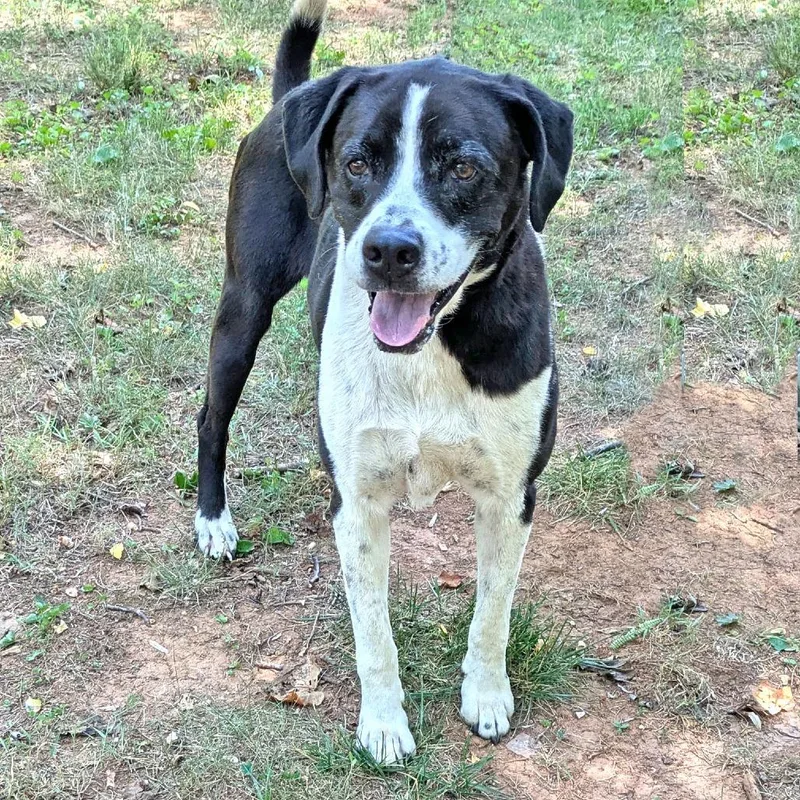 An adult medium-sized male Black Labrador Retriever dog named Milo for adoption in Charlottesville, VA