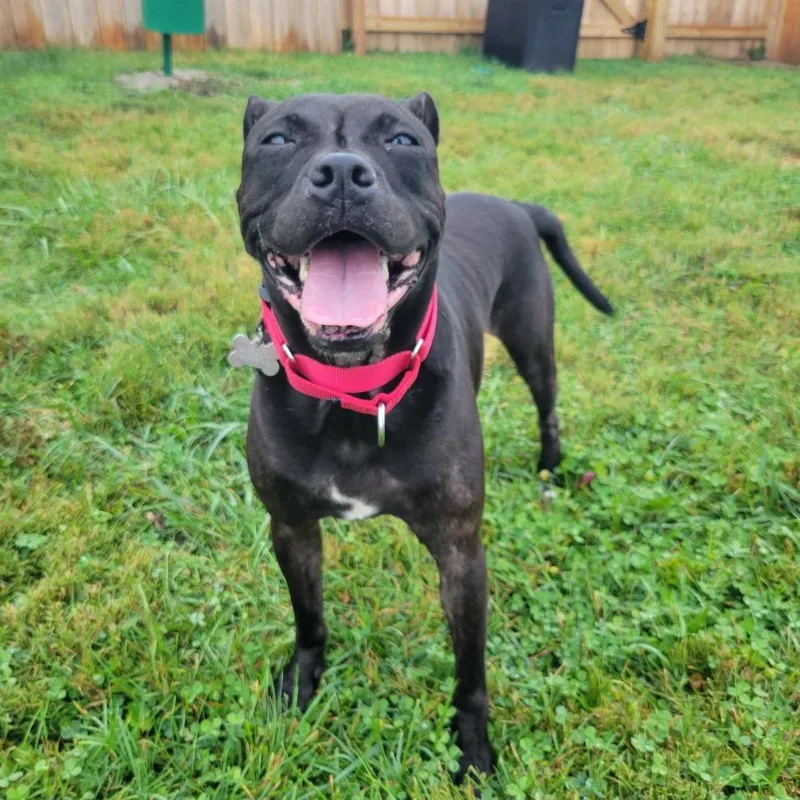 An adult medium-sized female Pit Bull Terrier dog named Izzy for adoption in La Grange, KY