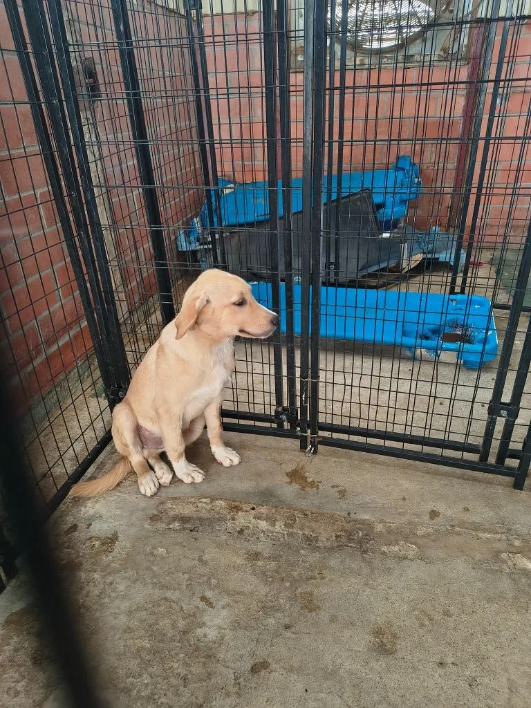 A young medium-sized female Golden Retriever dog named Cherokee for adoption in Brownwood, TX