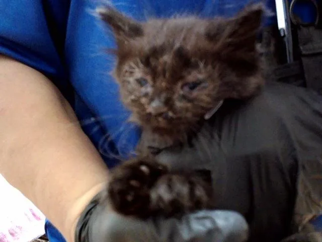 A baby small-sized male Domestic Medium Hair cat named A for adoption in Martinez, CA