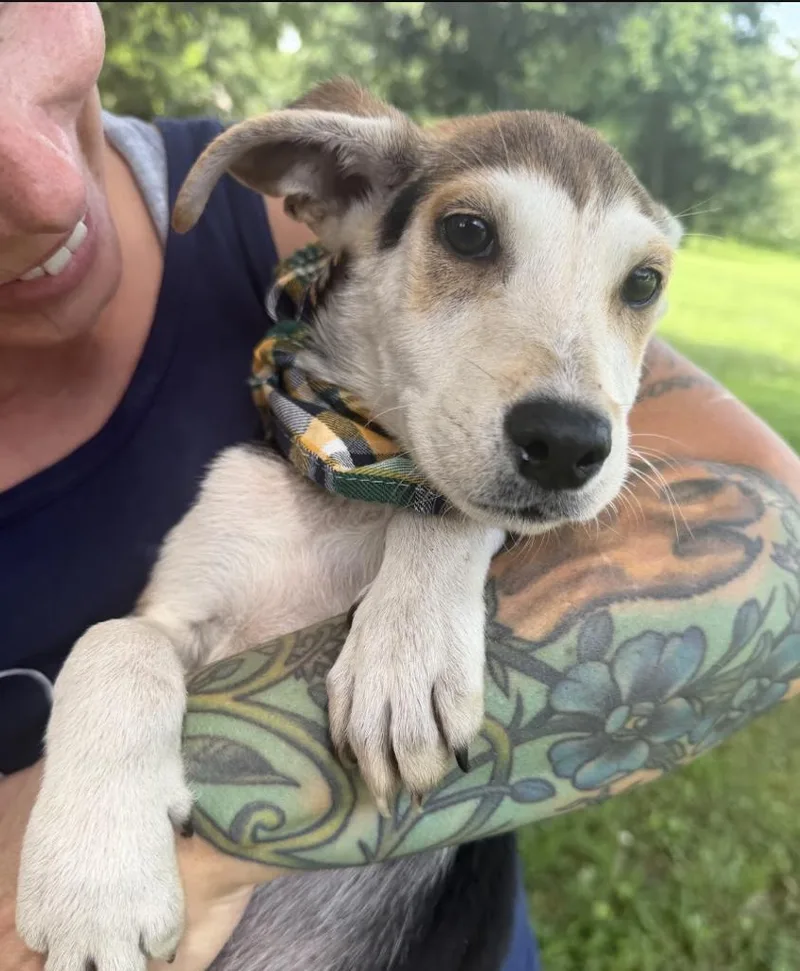 A baby medium-sized male Tricolor (Brown, Black, & White) Mixed Breed dog named Tiller for adoption in Franklin, TN