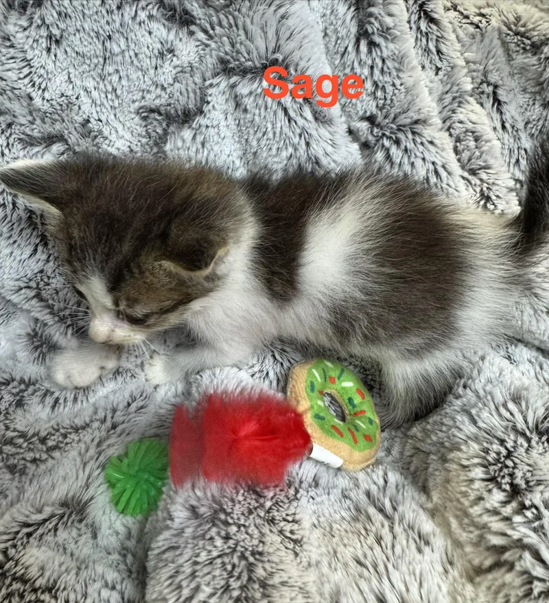 A baby small-sized male White Domestic Medium Hair cat named Sage for adoption in Shrewsbury, MA