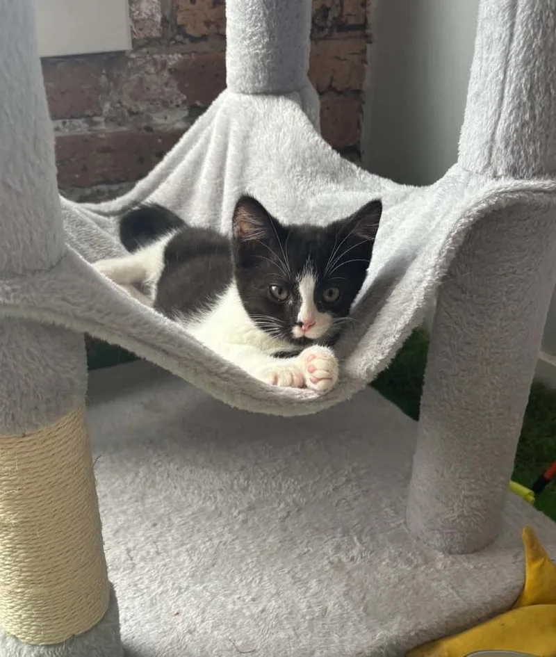 A baby small-sized male Black & White / Tuxedo Domestic Short Hair cat named Dapper Dan for adoption in Homer Glen, IL