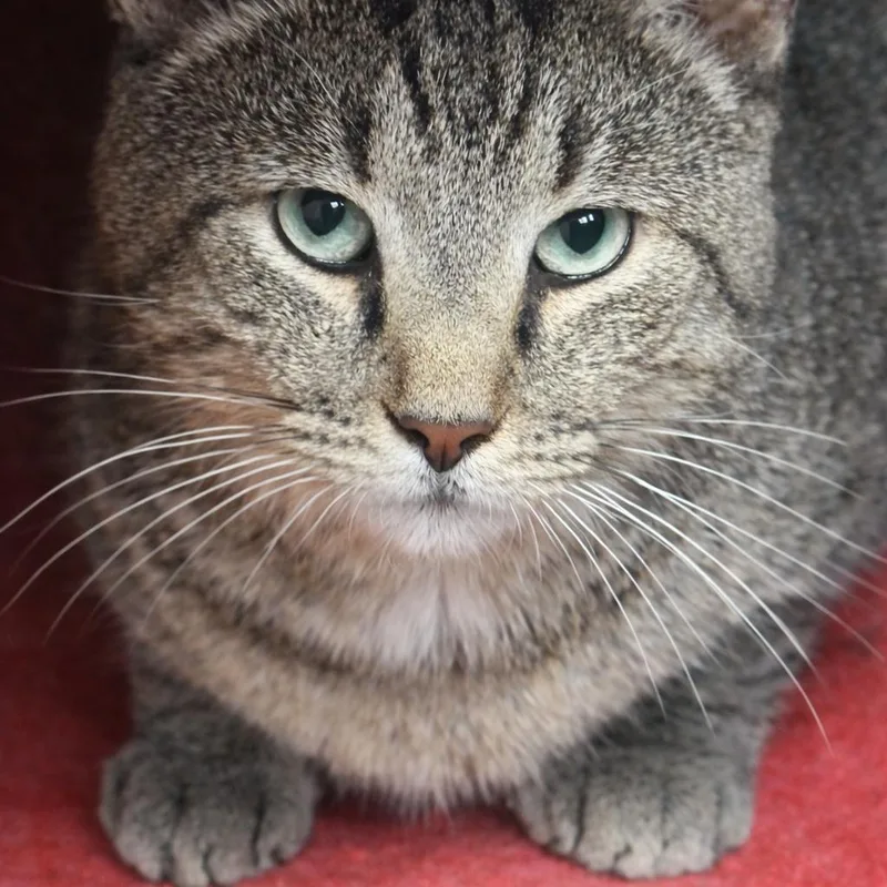 An adult small-sized male Brown / Chocolate Domestic Short Hair cat named Carwash Carl for adoption in Lancaster, OH