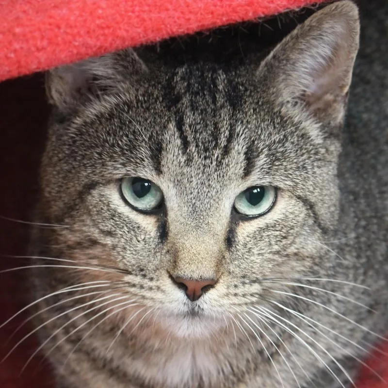 Carwash Carl thumbnail 2